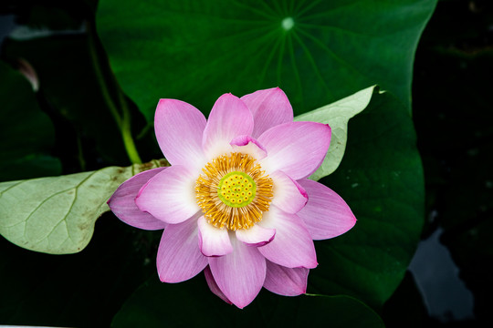 夏荷叶粉色荷花莲花池塘