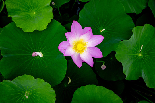 夏荷叶粉色荷花莲花池塘