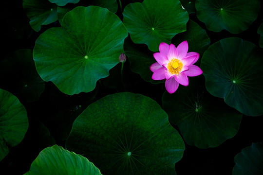 夏荷粉色莲花荷花池塘