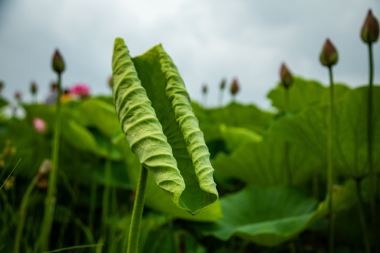 荷叶特写