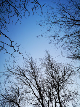 树枝树木天空枯树枝