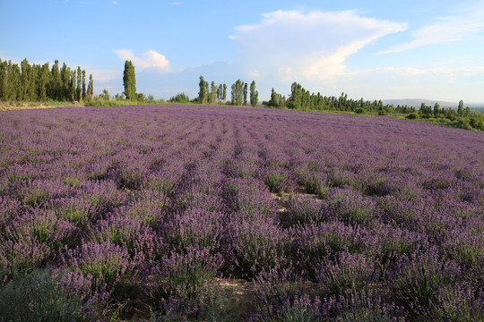 紫色薰衣草世界