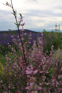 紫苏和薰衣草