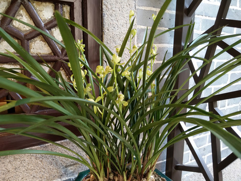 兰花