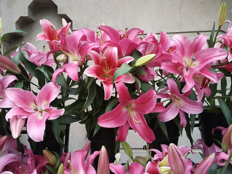百合花