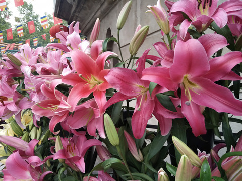 百合花
