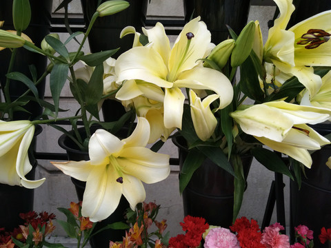 百合花