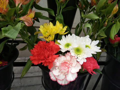 菊花