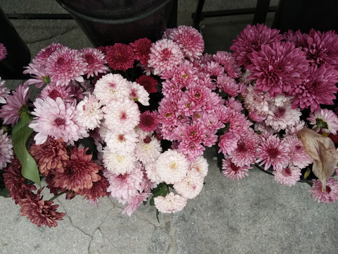菊花