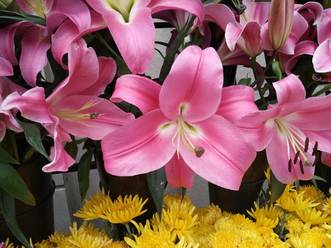 百合花