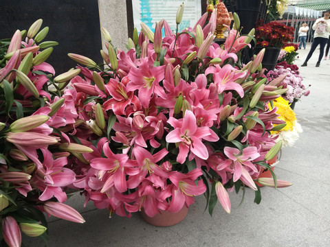 百合花