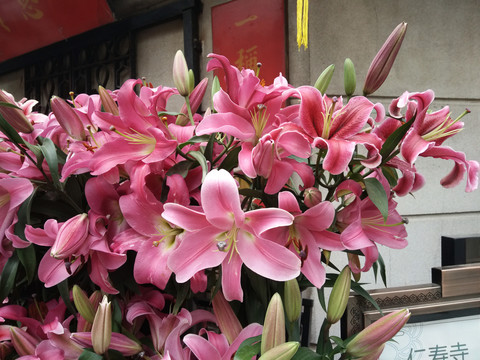 百合花
