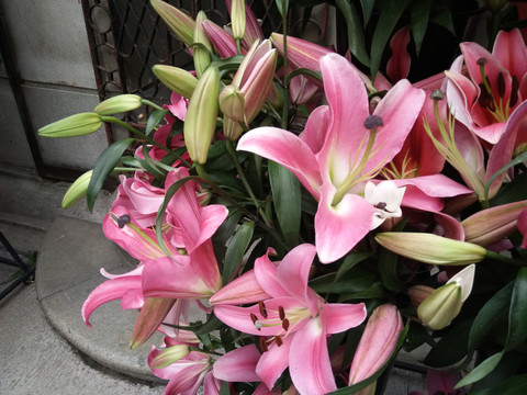 百合花