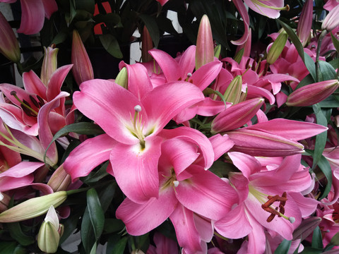 百合花