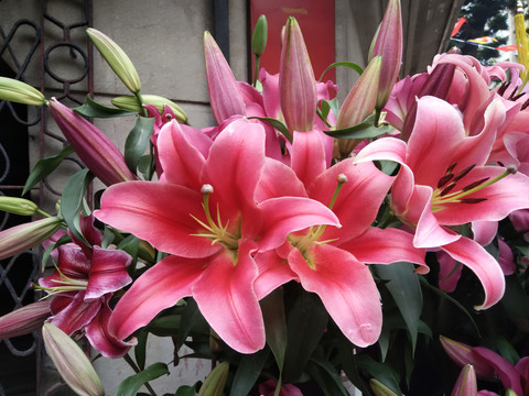 百合花
