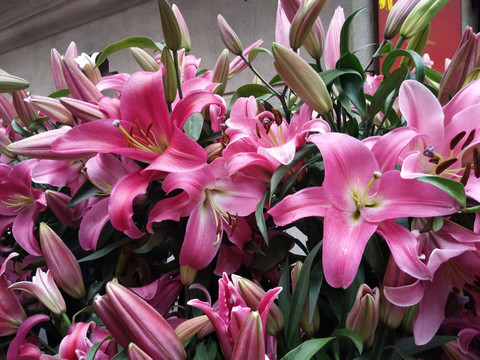 百合花