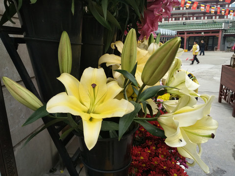 百合花
