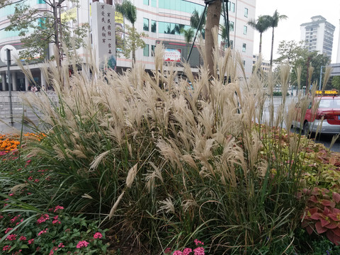 芦苇