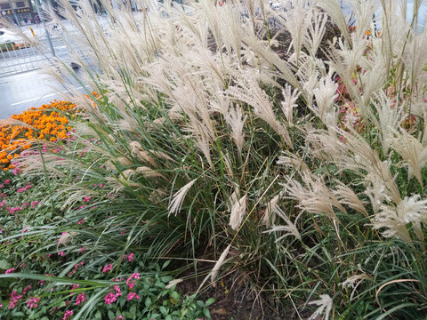 芦苇