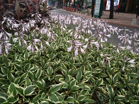 水仙花
