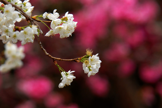 白色樱花