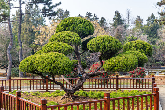 园艺造型松树