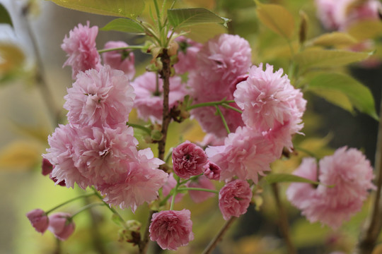 樱花