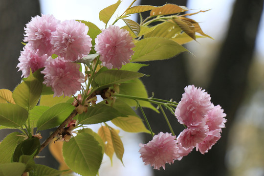 樱花