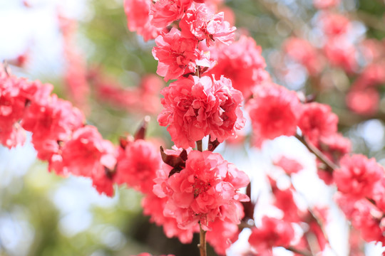 樱花