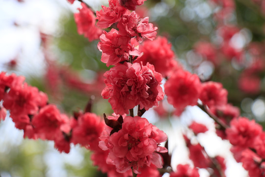樱花