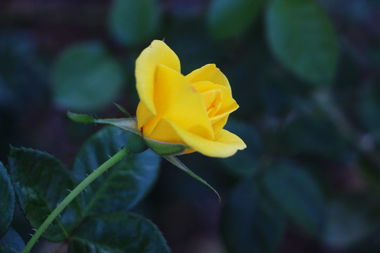 金黄玫瑰花