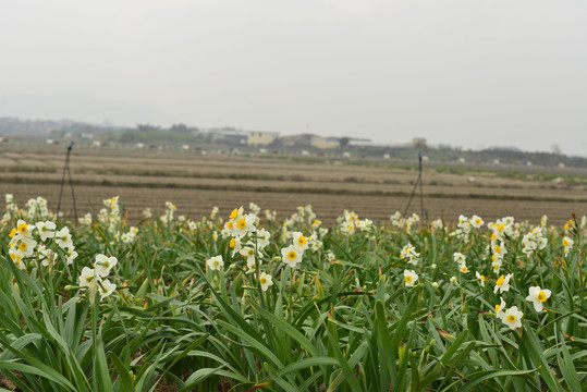 漳州水仙花种植基地