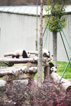 卧龙大熊猫博物馆