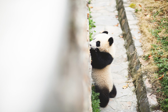 卧龙大熊猫博物馆