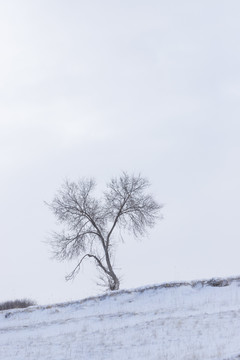 雪景