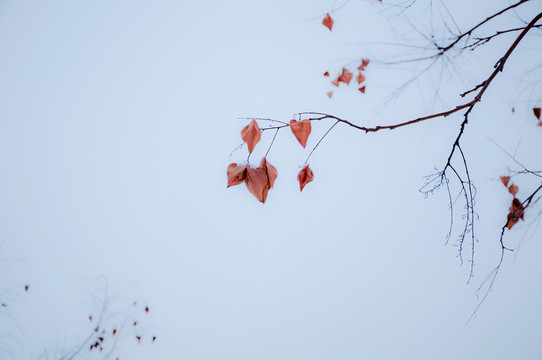 冬雪树枝