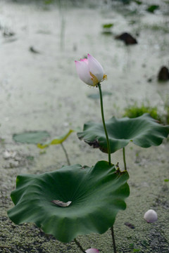 荷花花苞