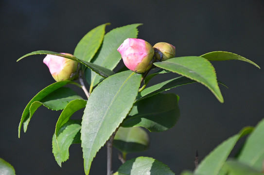 山茶花