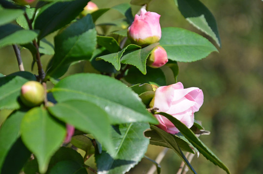 山茶花