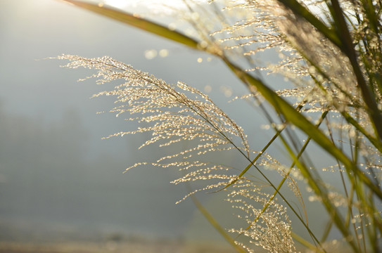 芒草