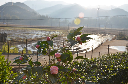 山茶花