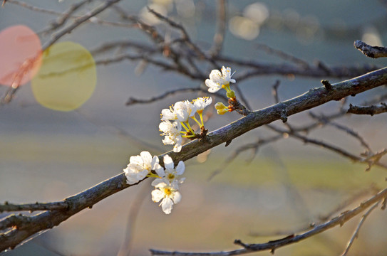 李子树开花