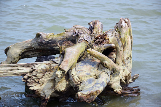 珠江中的木头