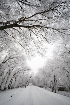 雪景