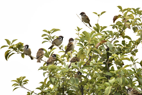 树上成群的麻雀