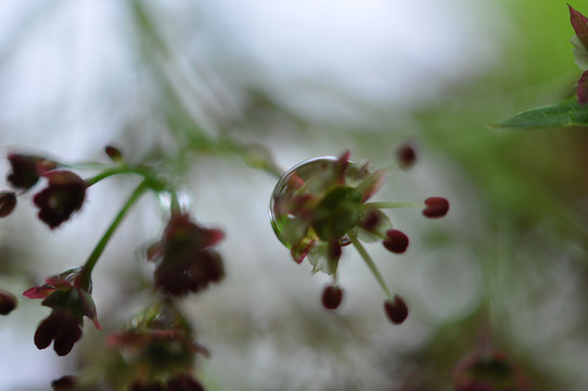 花卉