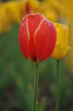 郁金香花心