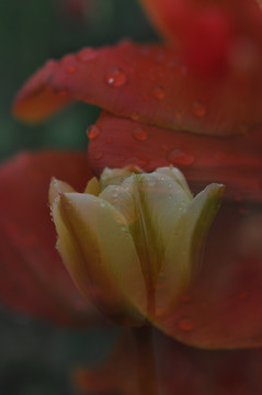 郁金香花瓣