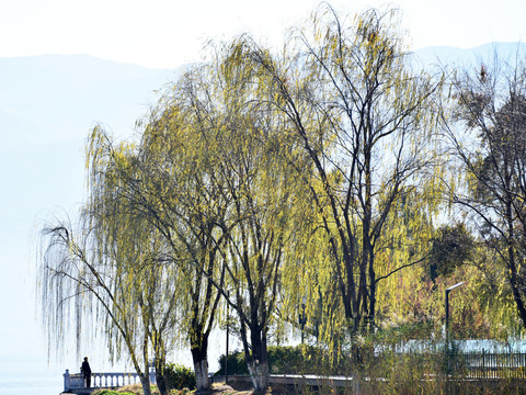 山水风光柳树