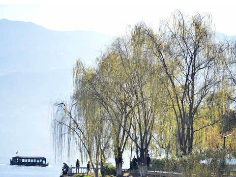 山水风光柳树